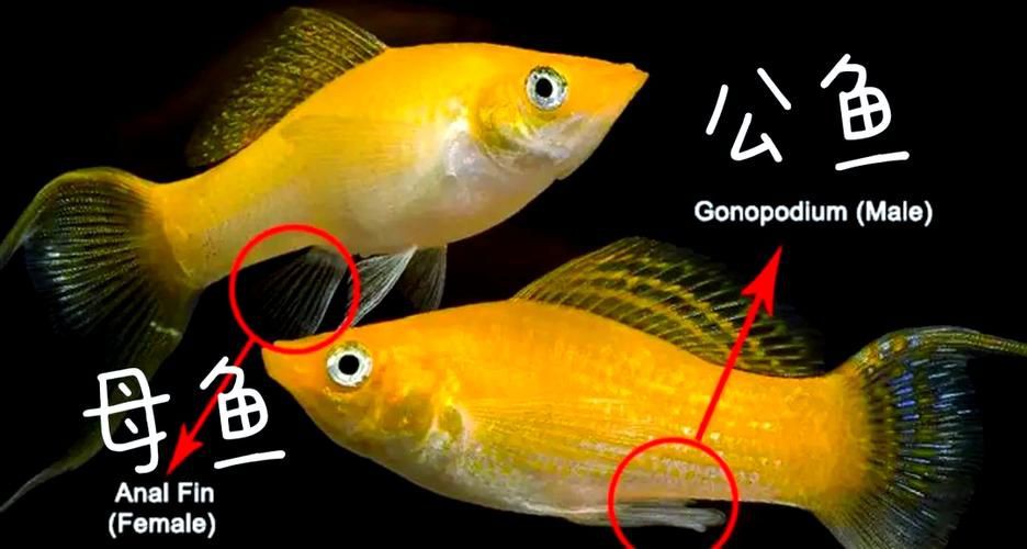 瑪麗魚臨產肛門圖【瑪麗魚臨產前的肛門變化】