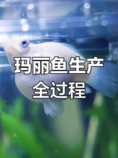 瑪麗魚臨產肛門圖【瑪麗魚臨產前的肛門變化】
