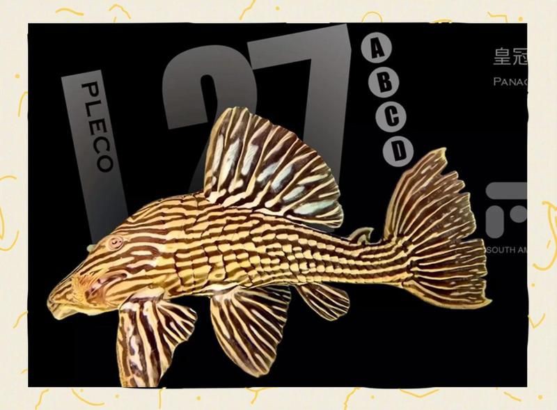木紋皇冠豹南美大型魚觀賞魚【南美大型觀賞魚中極具特色的木紋皇冠豹（l27a）】