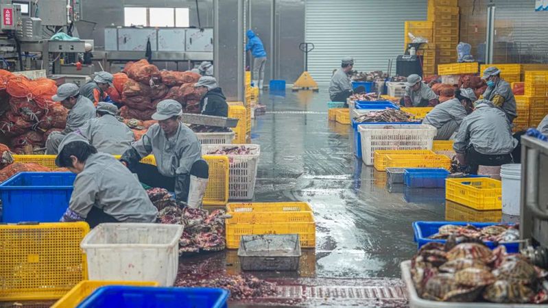 南豐龍魚店【南豐龍魚店有哪些品種】
