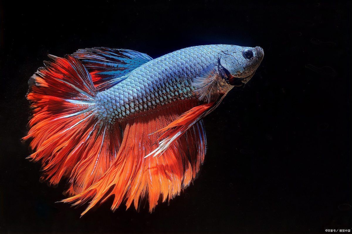 孔雀魚邊生邊撈小魚嗎，孔雀魚生小魚,到底要不要單獨撈出一文解鎖繁殖秘籍! 孔雀魚邊生邊撈小魚嗎，孔雀魚生小魚,到底要不要單獨撈出一文解鎖繁殖秘籍! 龍魚百科 第1張