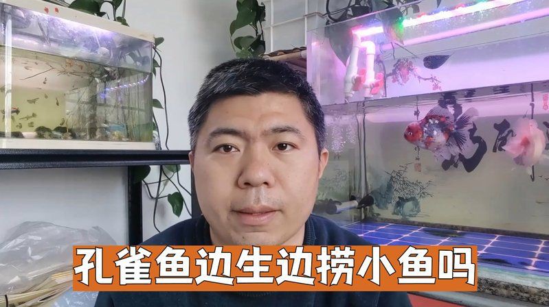 孔雀魚邊生邊撈小魚嗎，孔雀魚生小魚,到底要不要單獨撈出一文解鎖繁殖秘籍! 孔雀魚邊生邊撈小魚嗎，孔雀魚生小魚,到底要不要單獨撈出一文解鎖繁殖秘籍! 龍魚百科 第2張