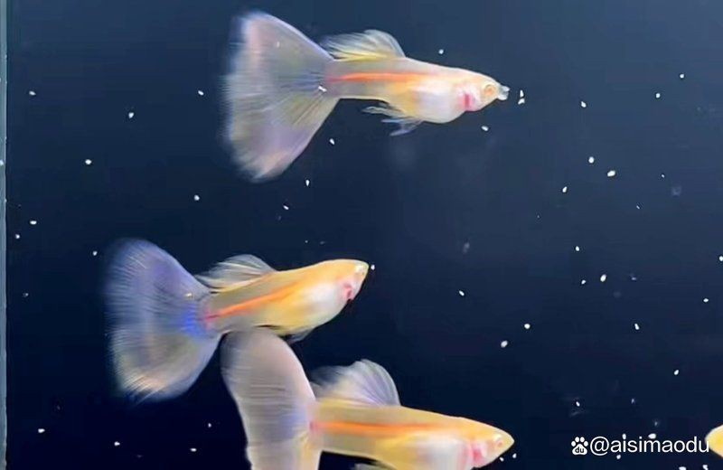 孔雀魚邊生邊撈小魚嗎，孔雀魚生小魚,到底要不要單獨撈出一文解鎖繁殖秘籍! 孔雀魚邊生邊撈小魚嗎，孔雀魚生小魚,到底要不要單獨撈出一文解鎖繁殖秘籍! 龍魚百科 第7張