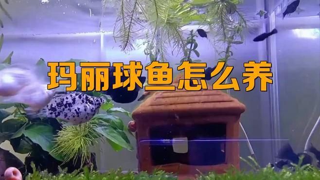 瑪麗球魚為什么不建議養(yǎng)，瑪麗球魚為什么不建議養(yǎng)酷颯笑匠 瑪麗球魚為什么不建議養(yǎng)，瑪麗球魚為什么不建議養(yǎng)酷颯笑匠 龍魚百科 第6張