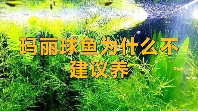 瑪麗球魚為什么不建議養(yǎng)，瑪麗球魚為什么不建議養(yǎng)酷颯笑匠 瑪麗球魚為什么不建議養(yǎng)，瑪麗球魚為什么不建議養(yǎng)酷颯笑匠 龍魚百科 第1張