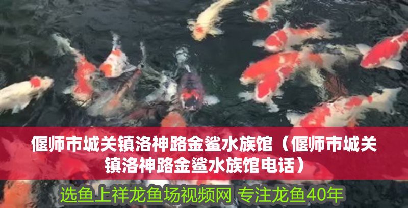 偃師龍魚店，偃師龍魚店地址在哪里