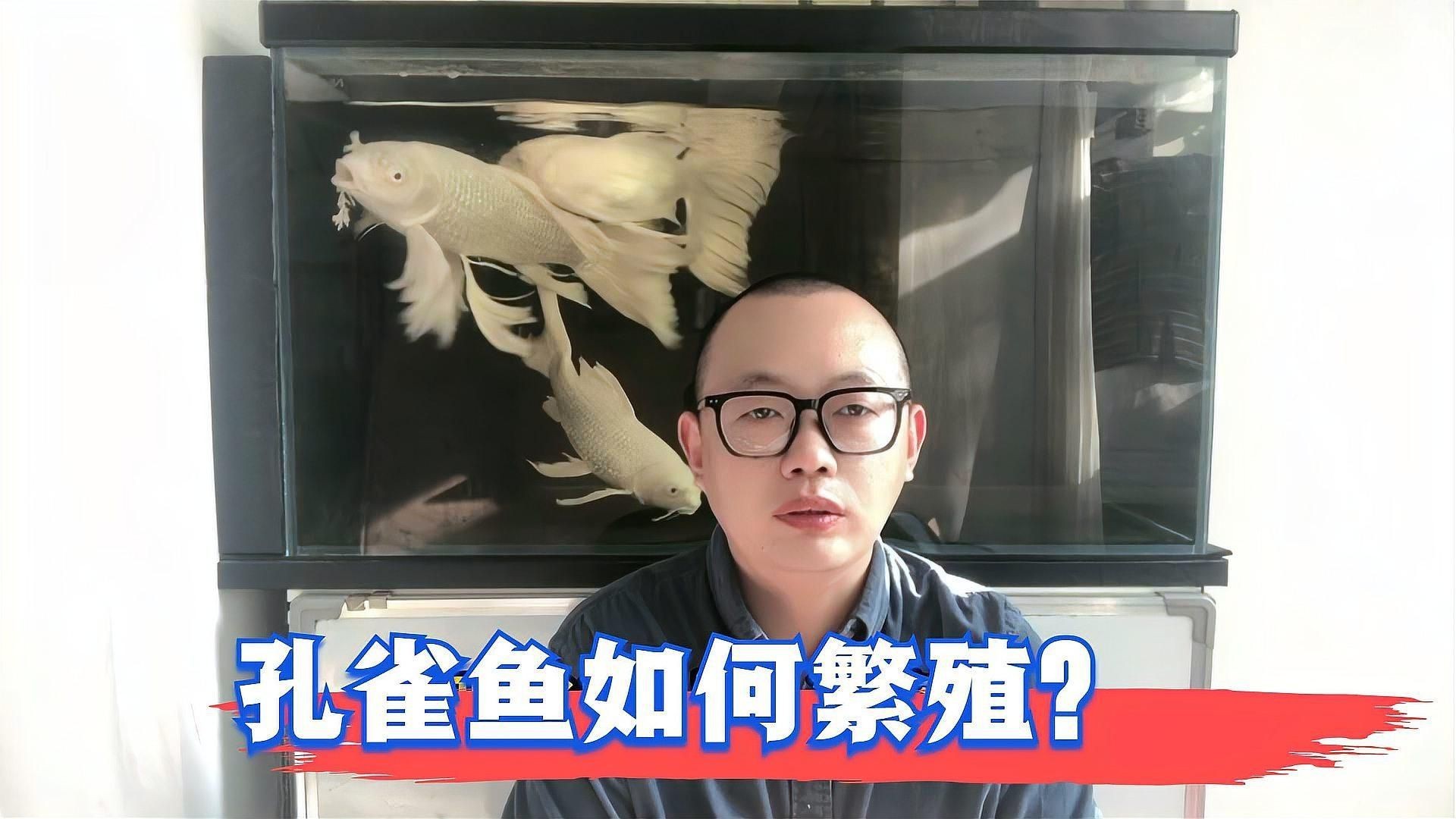 孔雀魚繁殖視頻，孔雀魚的繁殖過程
