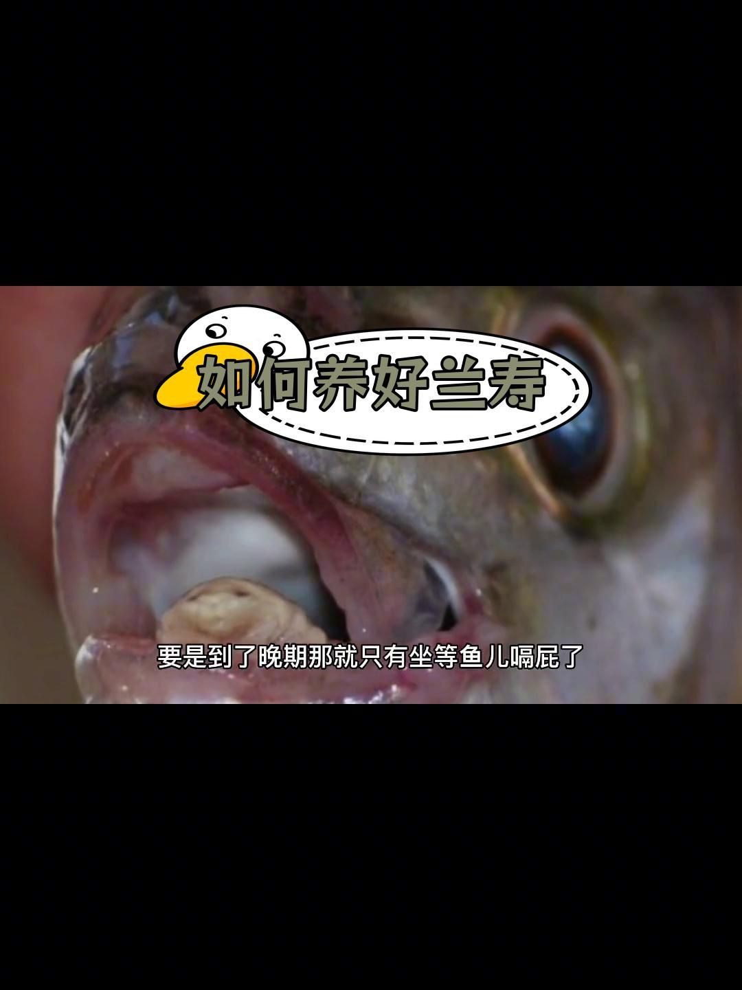 有哪些觀賞魚容易得爛鰓病？，蘭壽金魚爛鰓什么原因寵物生活家青魚爛鰓怎么回事