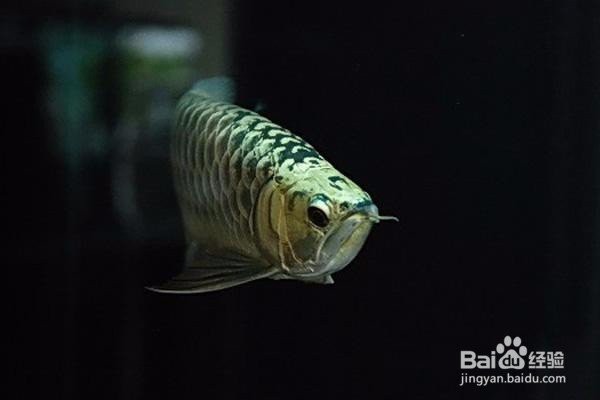 養金龍魚的忌諱，《養金龍魚的忌諱》
