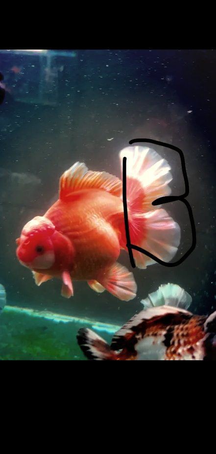 精品魚和高品質魚哪個好，精品魚和高品質魚哪個好雜袍孔雀魚和精品孔雀魚區別