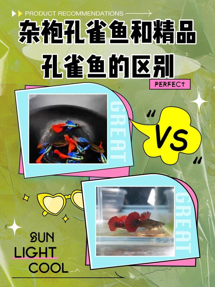 精品魚和高品質魚哪個好，精品魚和高品質魚哪個好雜袍孔雀魚和精品孔雀魚區別