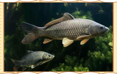 東北三道鱗鯉魚，東北三道鱗鯉魚，你吃過嗎？