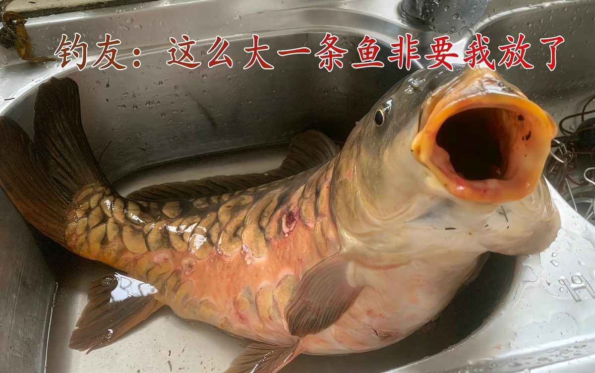 東北三道鱗鯉魚，東北三道鱗鯉魚，你吃過嗎？
