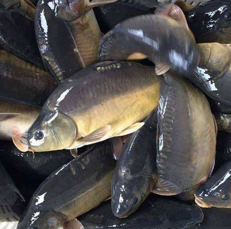 東北三道鱗鯉魚，東北三道鱗鯉魚，你吃過嗎？