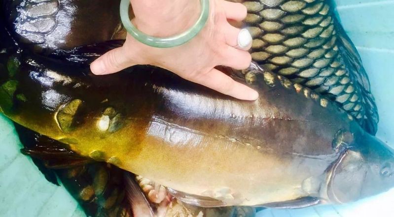 東北三道鱗鯉魚，東北三道鱗鯉魚，你吃過嗎？