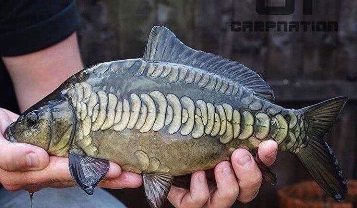 東北三道鱗鯉魚，東北三道鱗鯉魚，你吃過嗎？