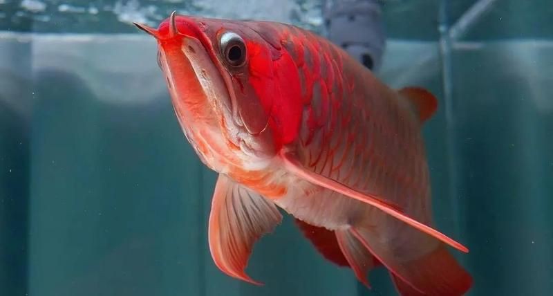 紅帝王怎么發色，“紅帝王”發色受影響，紅龍魚發色的關鍵因素是什么