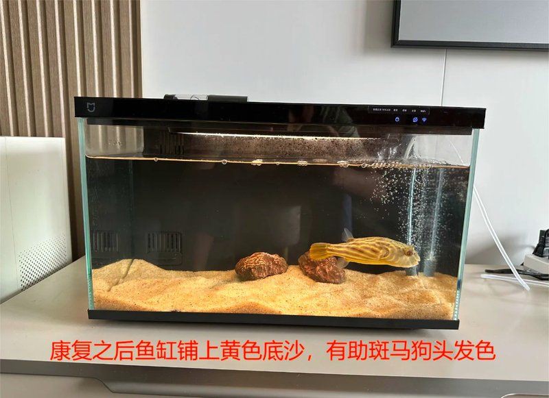 狗頭河豚可以養(yǎng)兩只嗎，狗頭河豚可以同時飼養(yǎng)兩只狗頭河豚嗎