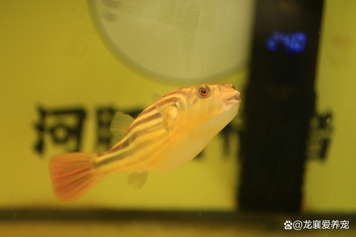 狗頭河豚可以養(yǎng)兩只嗎，狗頭河豚可以同時飼養(yǎng)兩只狗頭河豚嗎