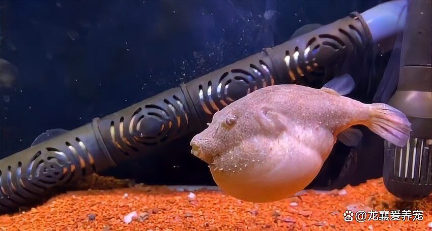 狗頭河豚可以養(yǎng)兩只嗎，狗頭河豚可以同時飼養(yǎng)兩只狗頭河豚嗎