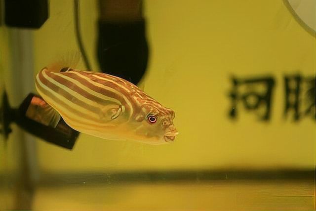 狗頭河豚可以養(yǎng)兩只嗎，狗頭河豚可以同時飼養(yǎng)兩只狗頭河豚嗎