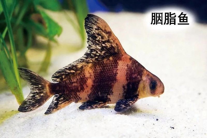 國家二級保護魚種圖片，國家二級保護水生動物探秘