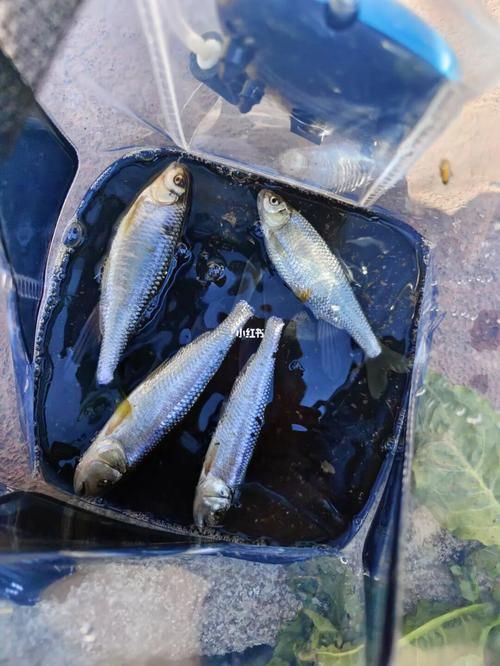 國家二級保護魚種圖片，國家二級保護水生動物探秘