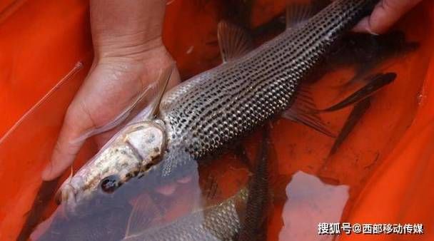 國家二級保護魚種圖片，國家二級保護水生動物探秘