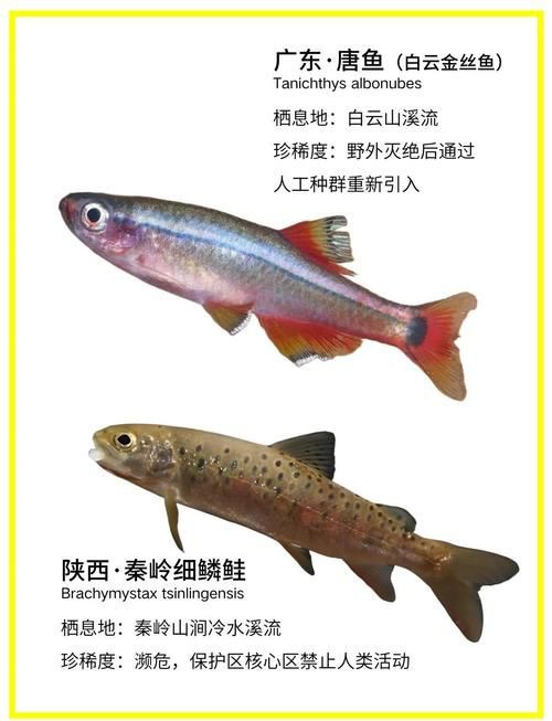 國家二級保護魚種圖片，國家二級保護水生動物探秘