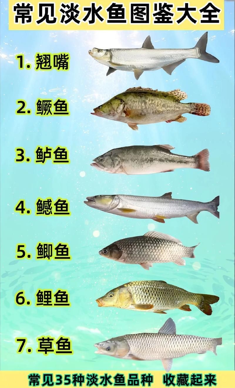 國家二級保護魚種圖片，國家二級保護水生動物探秘