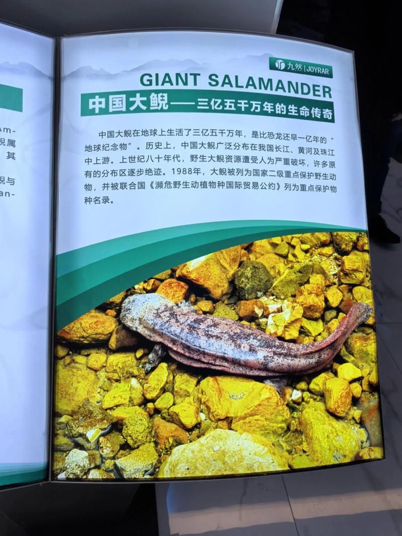 國家二級保護魚種圖片，國家二級保護水生動物探秘