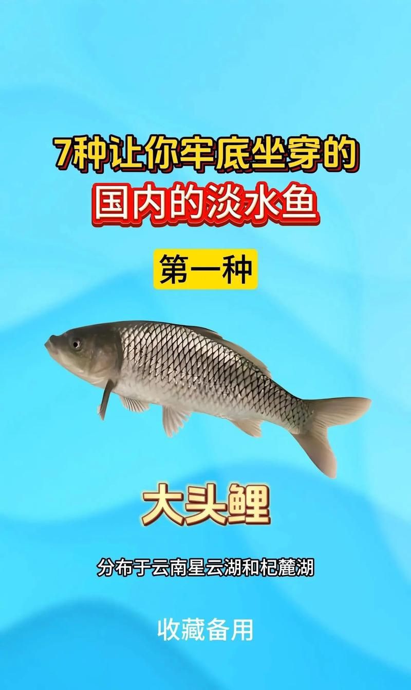國家二級保護魚種圖片，國家二級保護水生動物探秘