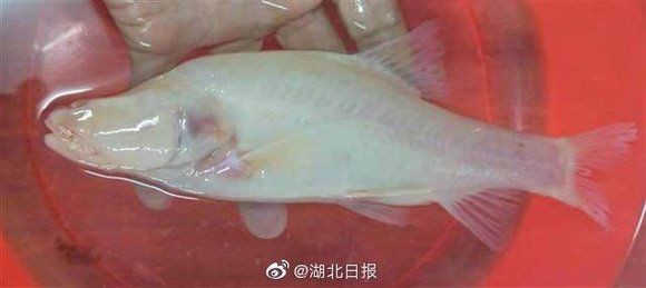 國家二級保護魚種圖片，國家二級保護水生動物探秘