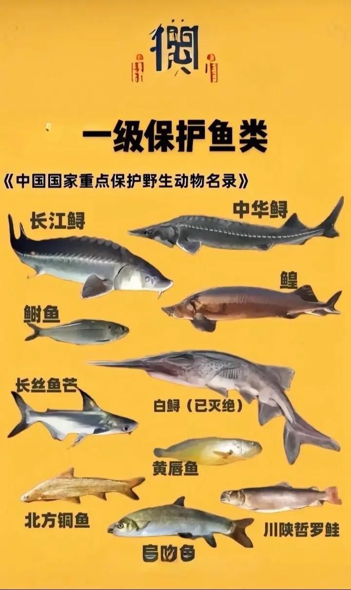 國家二級保護魚種圖片，國家二級保護水生動物探秘