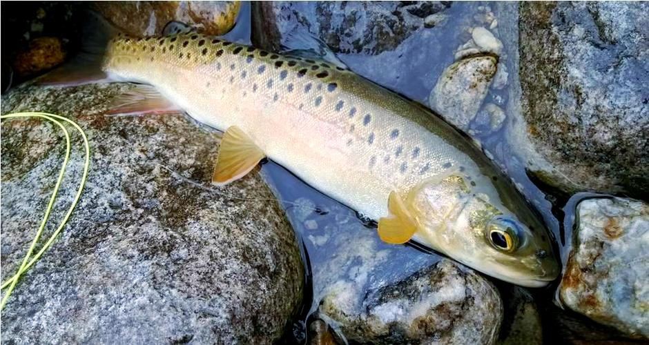 國家二級保護魚種圖片，國家二級保護水生動物探秘