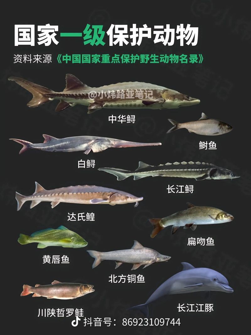 國家二級保護魚種圖片，國家二級保護水生動物探秘