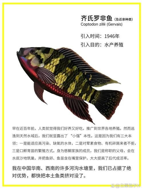 國家二級保護魚種圖片，國家二級保護水生動物探秘