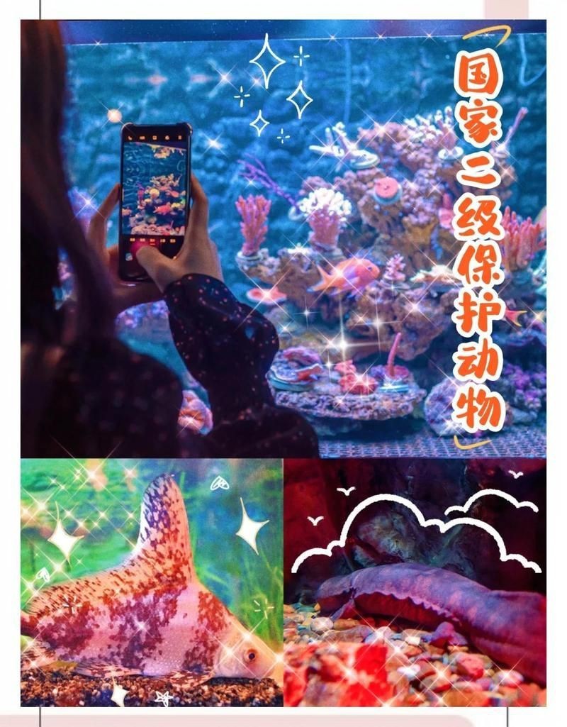 國家二級保護魚種圖片，國家二級保護水生動物探秘