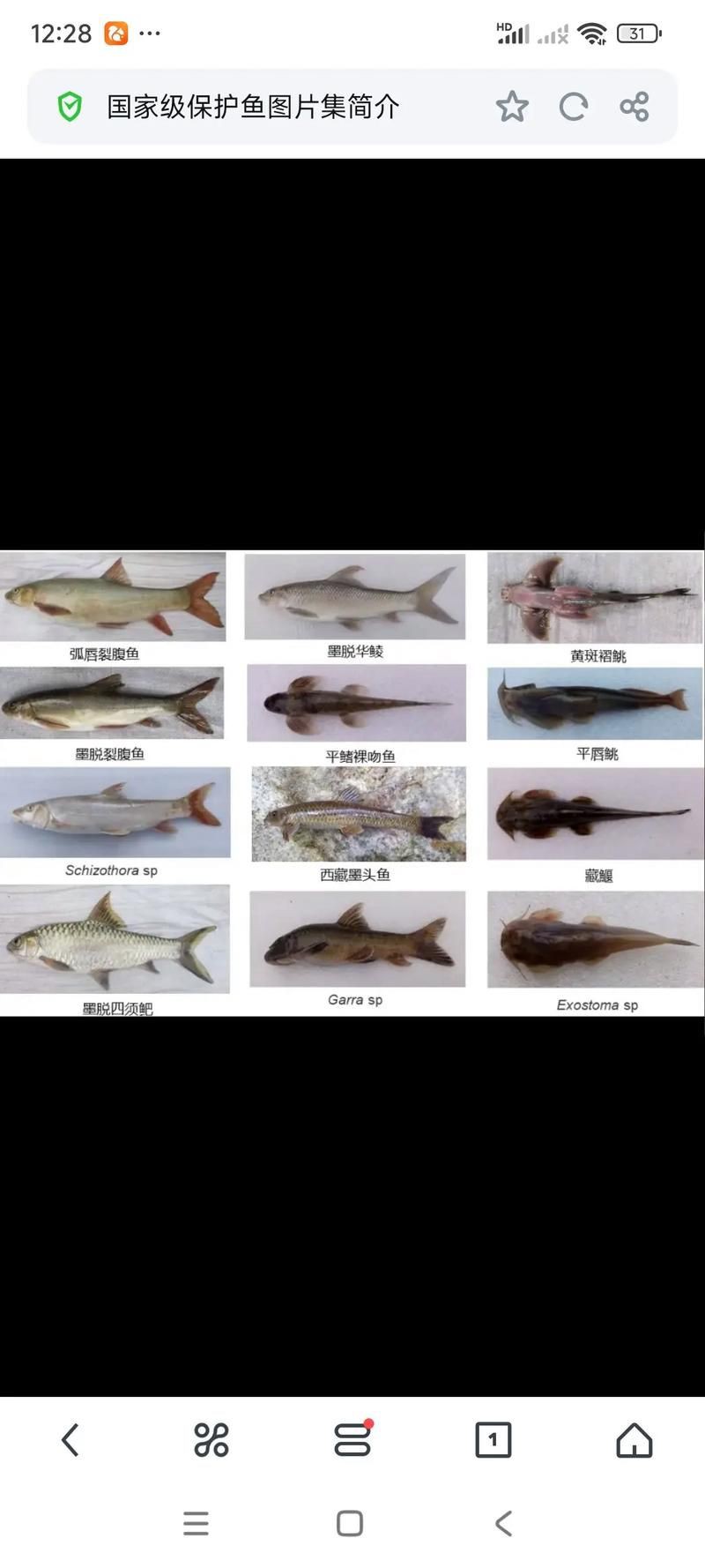 國家二級保護魚種圖片，國家二級保護水生動物探秘