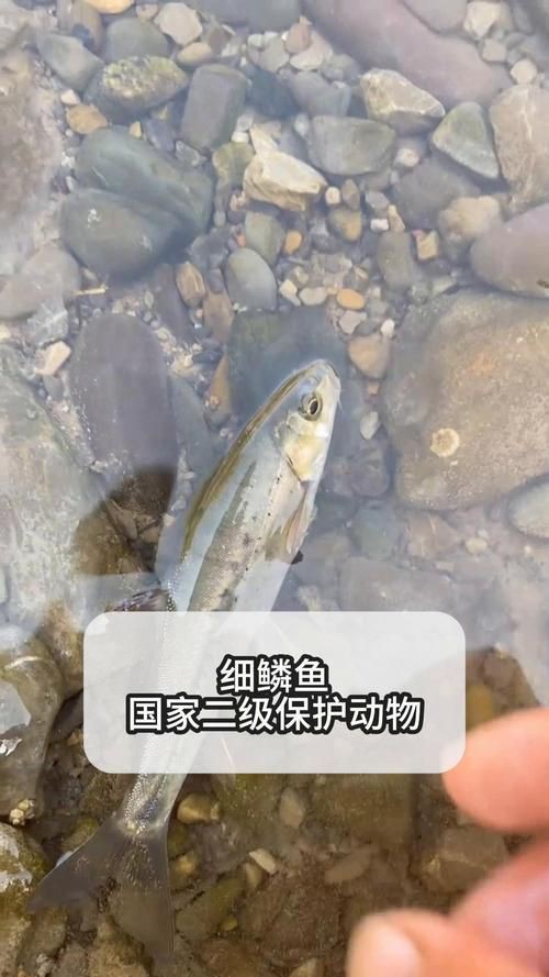 國家二級保護魚種圖片，國家二級保護水生動物探秘