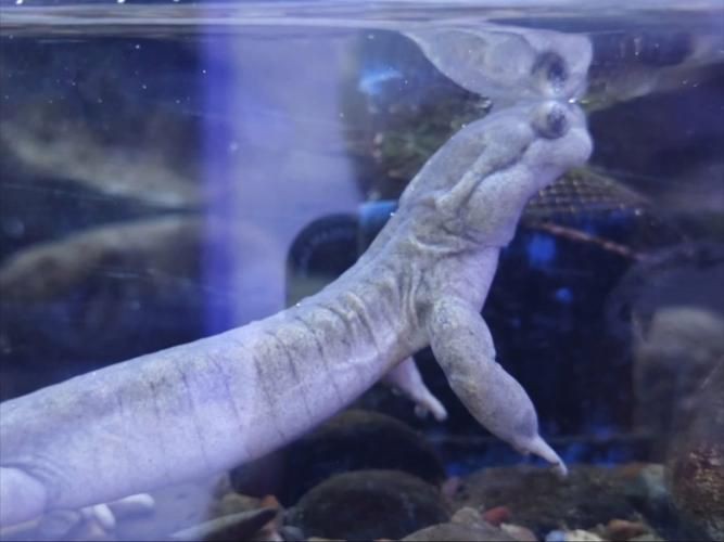 國家二級保護魚種圖片，國家二級保護水生動物探秘