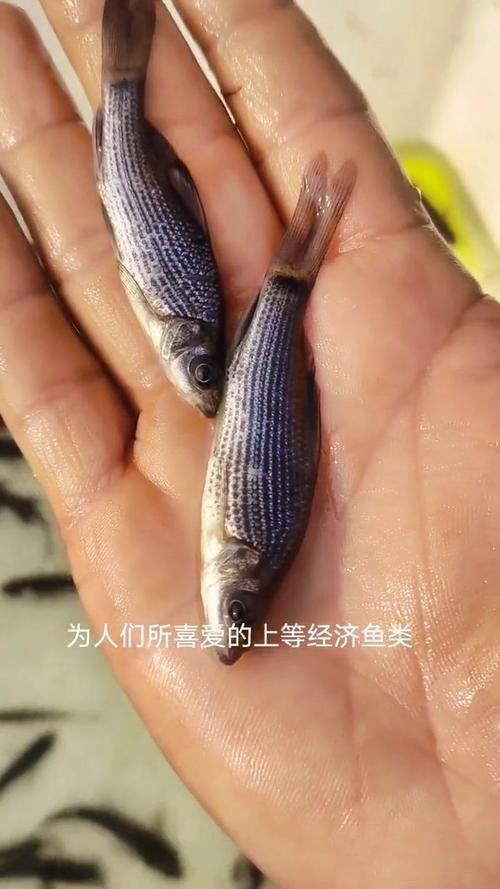 國家二級保護魚種圖片，國家二級保護水生動物探秘