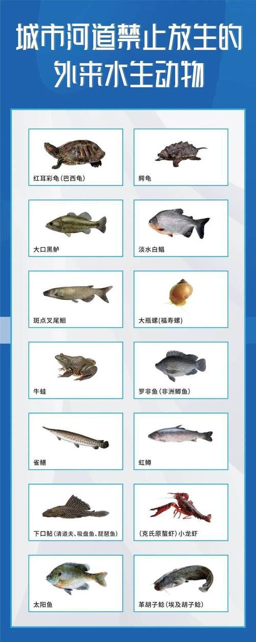 國家二級保護魚種圖片，國家二級保護水生動物探秘