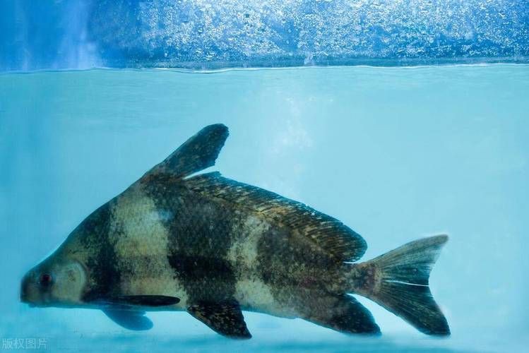 國家二級保護魚種圖片，國家二級保護水生動物探秘