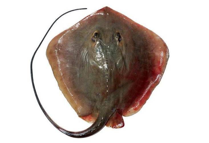國家二級保護魚種圖片，國家二級保護水生動物探秘