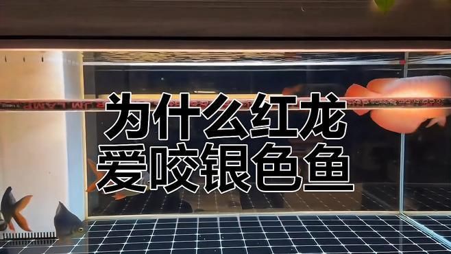 紅龍魚會(huì)攻擊其他魚類嗎？，濰坊紅龍魚為何總咬這些“丑”配魚真相揭秘滿架林小姐