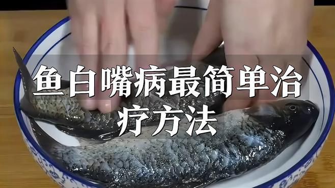 如何區分龍魚嘴上的白色肉球是哪種病因？，《如何區分龍魚嘴上的白色肉球病因》