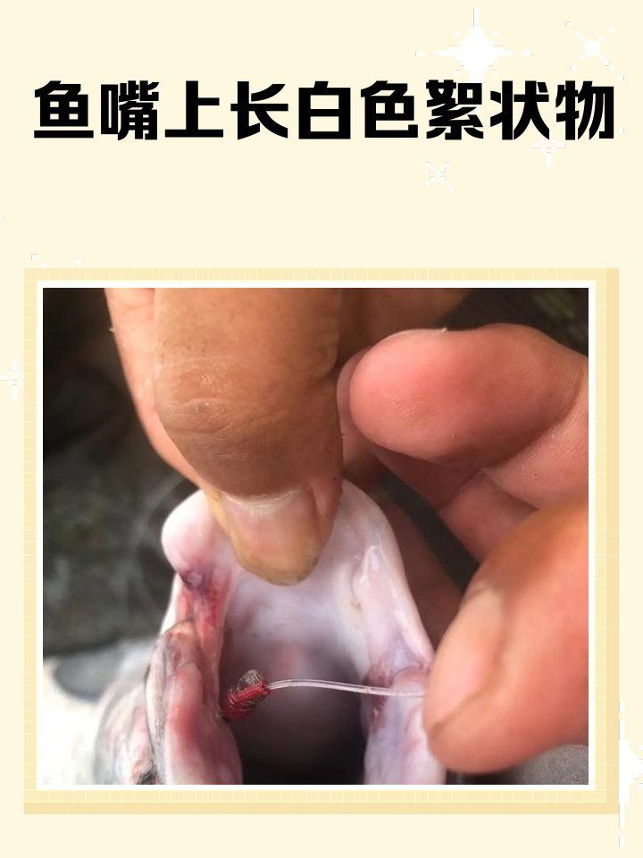 如何區分龍魚嘴上的白色肉球是哪種病因？，《如何區分龍魚嘴上的白色肉球病因》