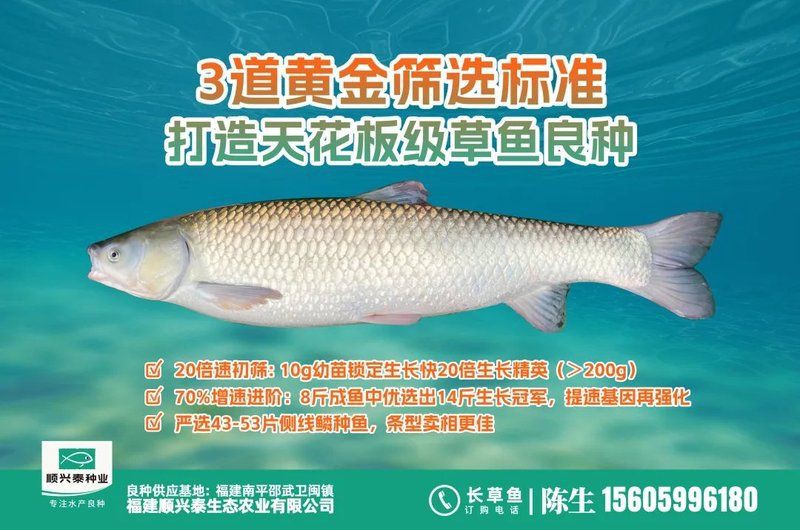 廣東生魚價格今日價，2025年8月4日廣東生魚價格行情分析：大魚漲、中小魚跌