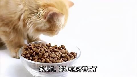 貓糧哪個牌子最好最安全，許愿仔、希喂和藍氏哪個好？